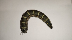 Theretra oldenlandiae