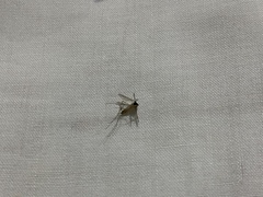 Culicinae
