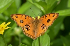 Junonia almana