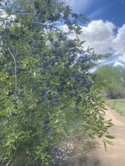 Forestiera pubescens