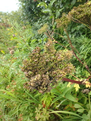 Angelica gmelinii