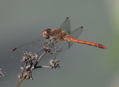 Sympetrum striolatum