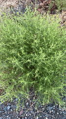 Dittrichia graveolens