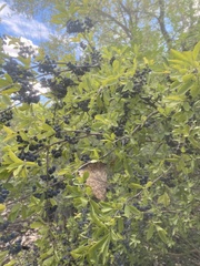 Forestiera pubescens
