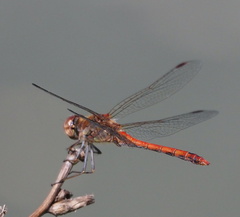 Sympetrum striolatum