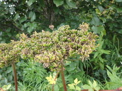 Angelica gmelinii