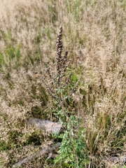 Artemisia vulgaris