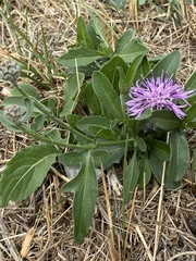 Centaurea scabiosa