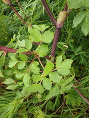 Angelica gmelinii