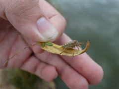 Codophila varia