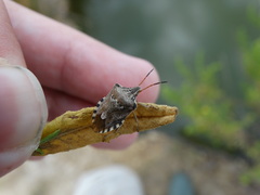 Codophila varia