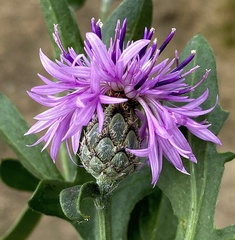 Centaurea scabiosa