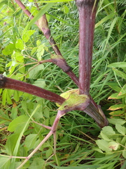 Angelica gmelinii