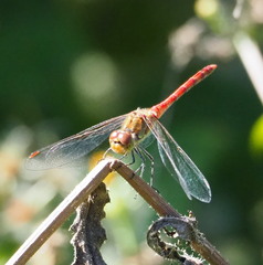 Sympetrum striolatum