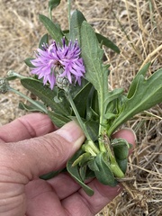 Centaurea scabiosa