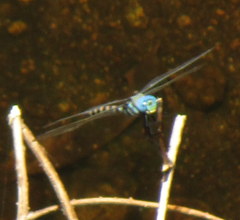 Anax immaculifrons