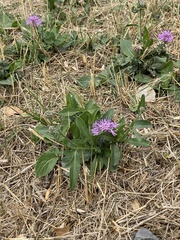 Centaurea scabiosa