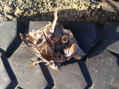 Thinocorus rumicivorus