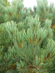 Pinus pumila