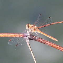 Sympetrum striolatum