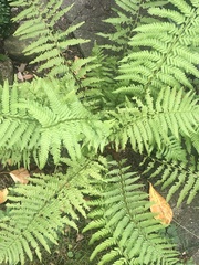Dryopteris filix-mas