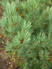 Pinus pumila
