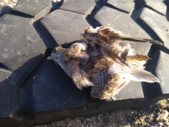 Thinocorus rumicivorus