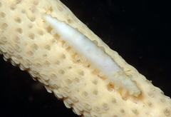 Aclyvolva lanceolata