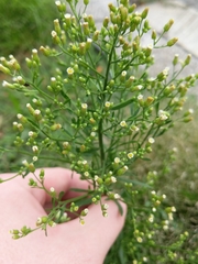 Erigeron canadensis
