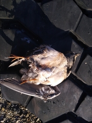 Thinocorus rumicivorus