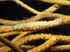 Aclyvolva lanceolata