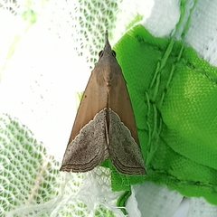 Hypena lividalis