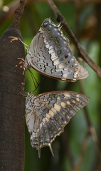 Charaxes solon