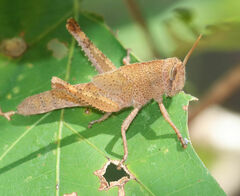 Schistocerca damnifica