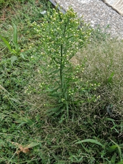 Erigeron canadensis