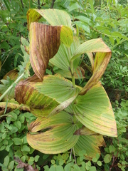 Veratrum oxysepalum