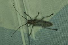 Saperda calcarata