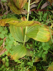 Veratrum oxysepalum