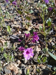 Mirabilis