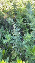 Artemisia douglasiana