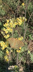 Argynnis pandora