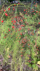 Asparagus officinalis