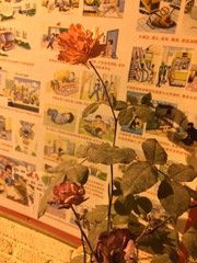 Rosa