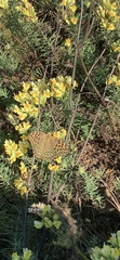 Argynnis pandora