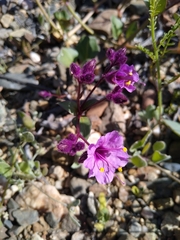 Mirabilis