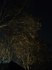 Platanus