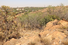 Vangueria parvifolia