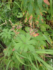 Geranium erianthum