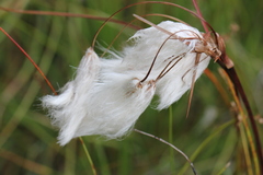 Eriophorum angustifolium