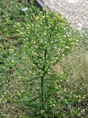 Erigeron canadensis